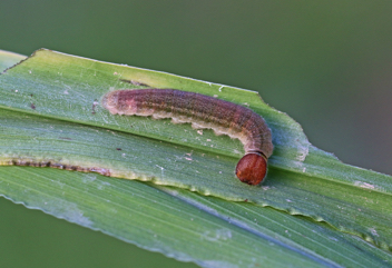 Zabulon Skipper caterpillar